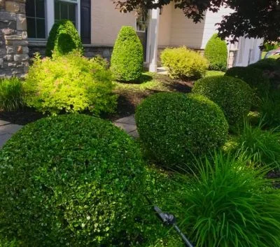 Freshly landscaped lawn at a Main Line home by Mex Landscaping