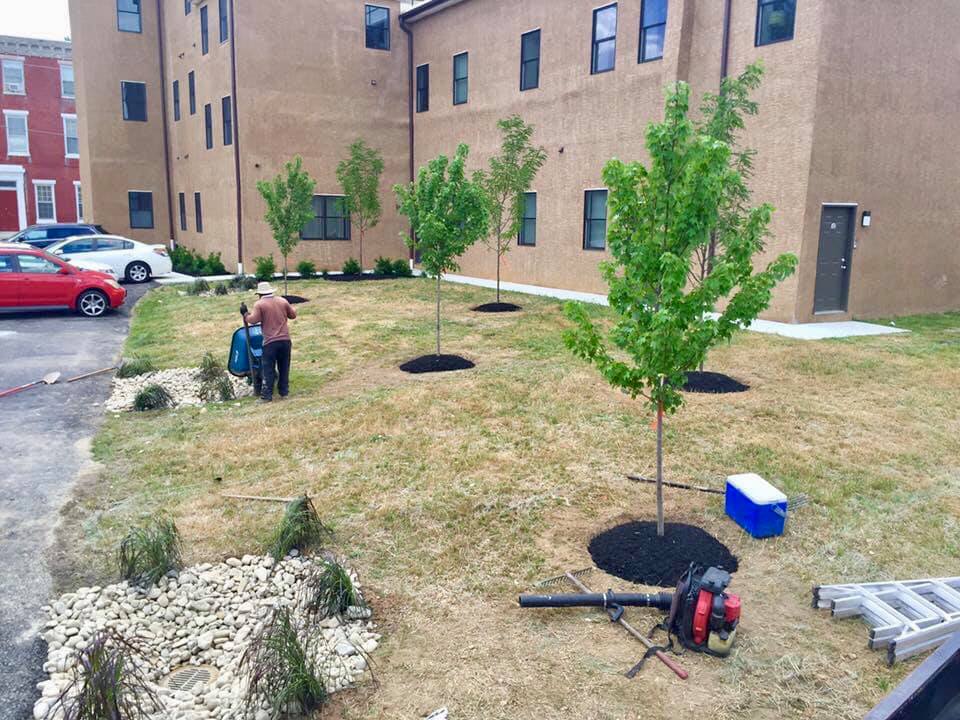 commercial landscaping- tree