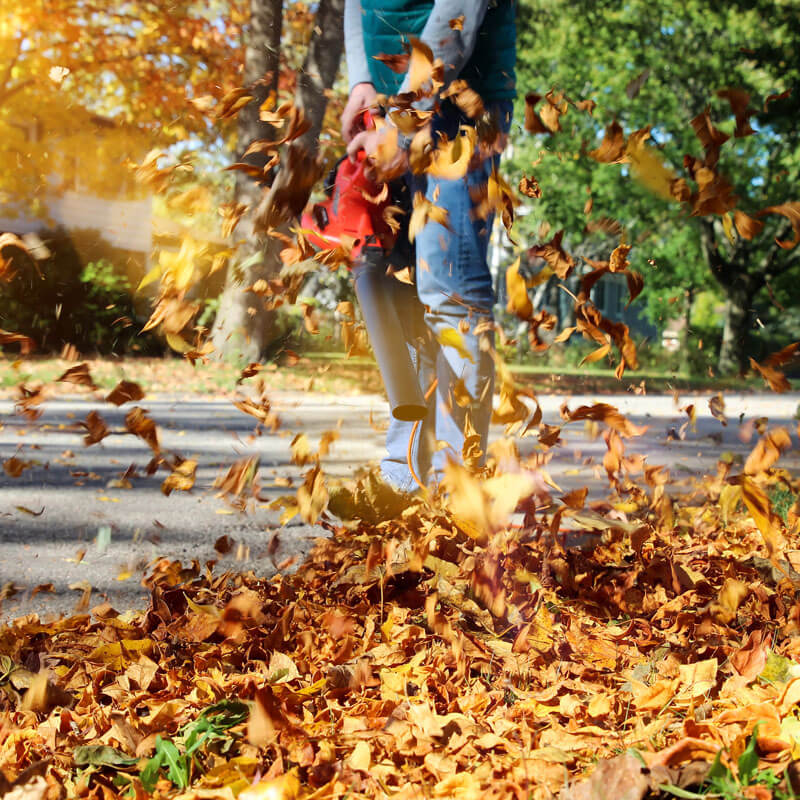 fall-cleanup services leaves