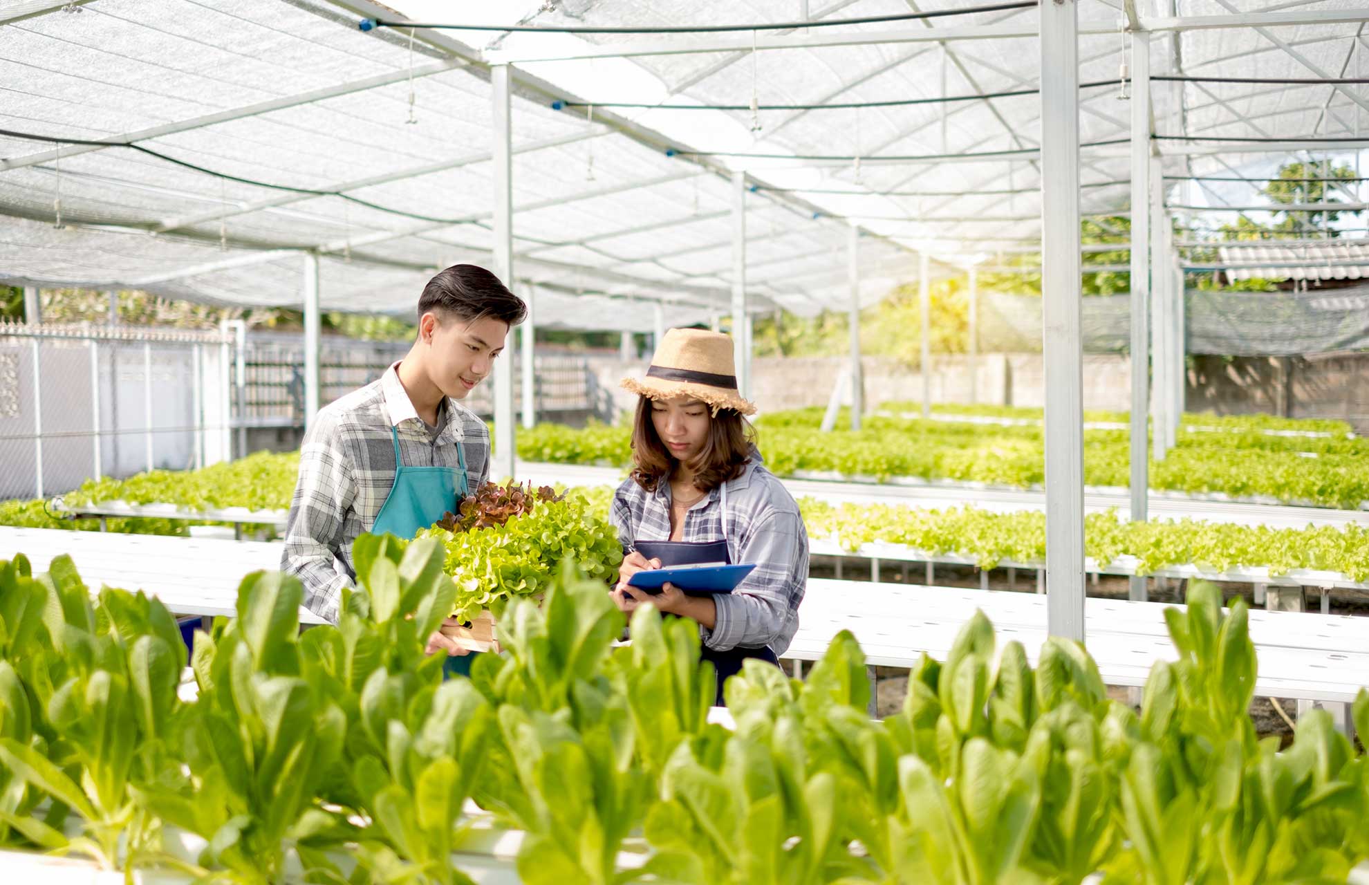 Young asian farmers examined the vegetables