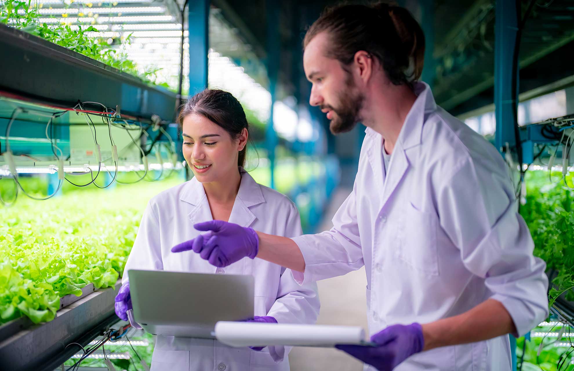 Inside of greenhouse