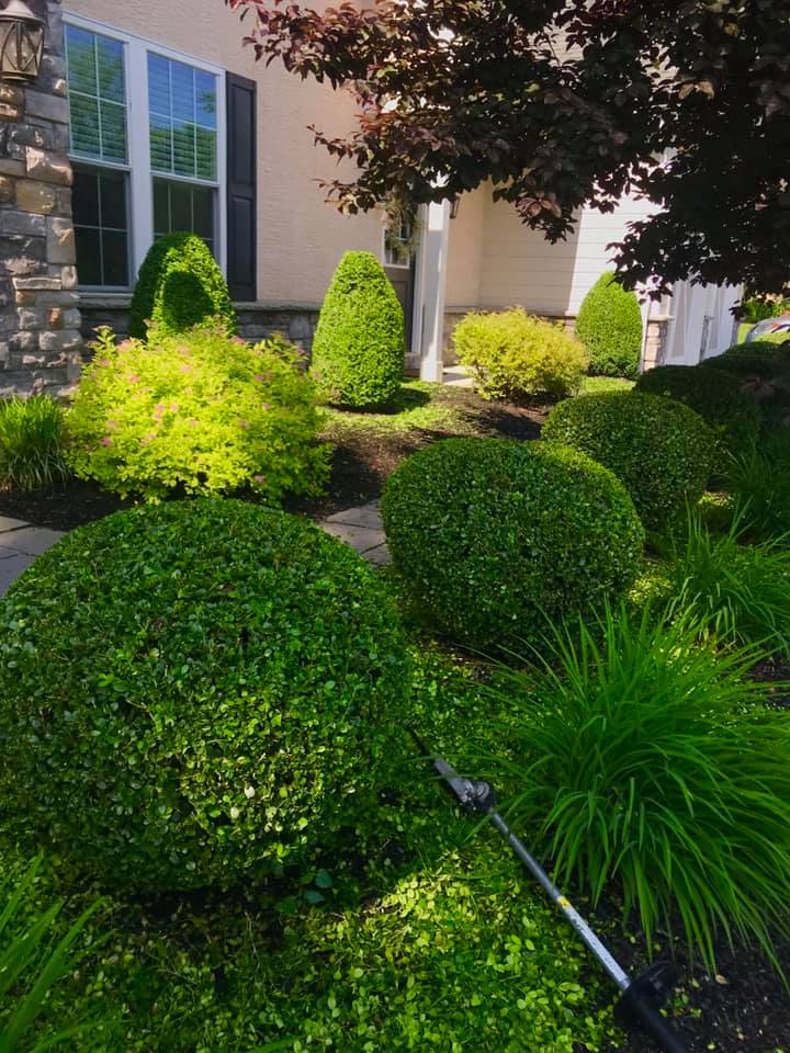 shrubs and bushes- shrubs