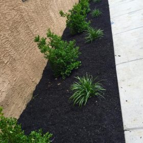 commercial landscaping- bush