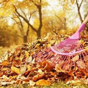 fall cleanups rake leave
