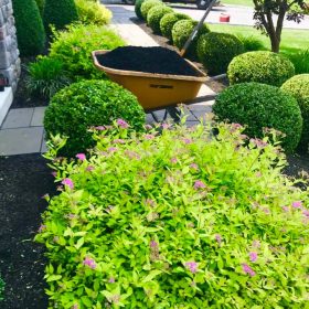 shrubs and bushes- bushes shrubs and bushes- bushes