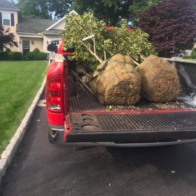 tree & plant installation- tree in truck