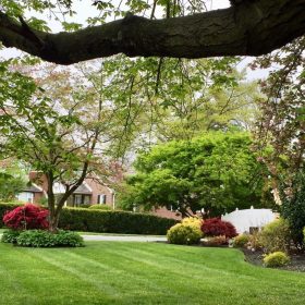 tree trimming and removal- Trees